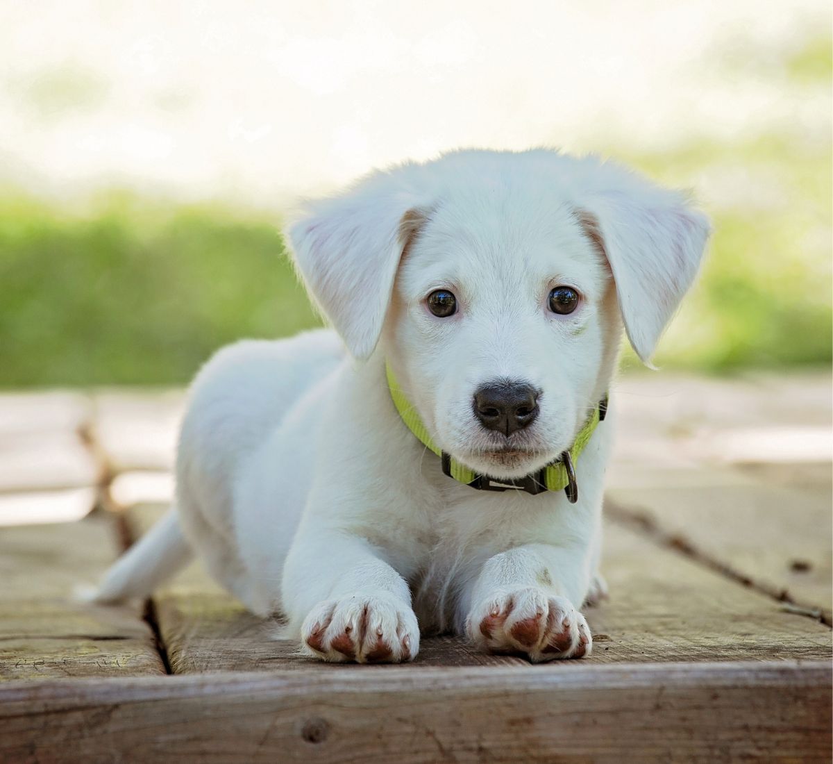 a white puppy lying on a wood surface
